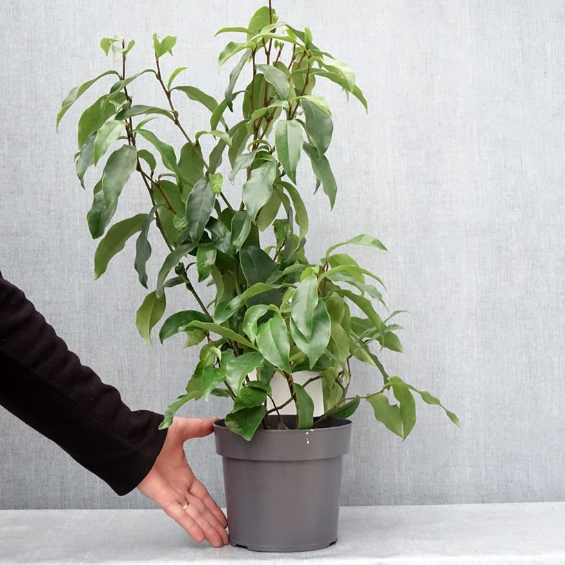 Magnolia figo Stellar Ruby - Arbusto de la banana Maceta 3L/4L Ejemplar entregado en invierno