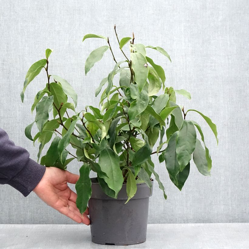 Magnolia figo Stellar Ruby - Arbusto de la banana Maceta 3L/4L Ejemplar entregado en la primavera