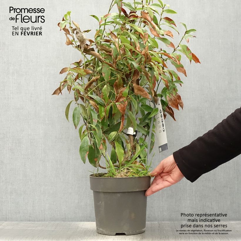 Magnolia figo Stellar Ruby - Arbusto de la banana Maceta 6L/7L Ejemplar entregado en invierno