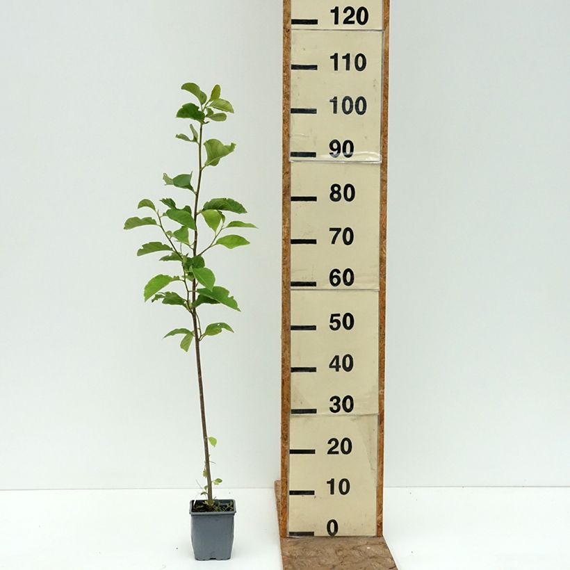 Ejemplar de Magnolia Genie Maceta de 12 cm / 13 cm entregado en verano