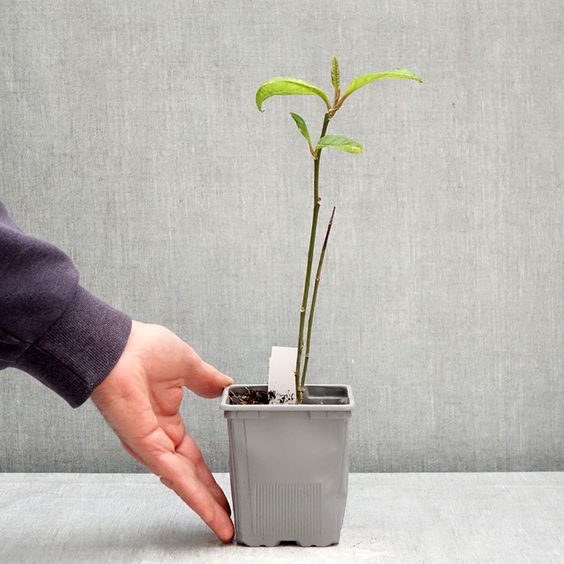 Magnolia Genie Maceta de 12 cm / 13 cm Ejemplar entregado en la primavera