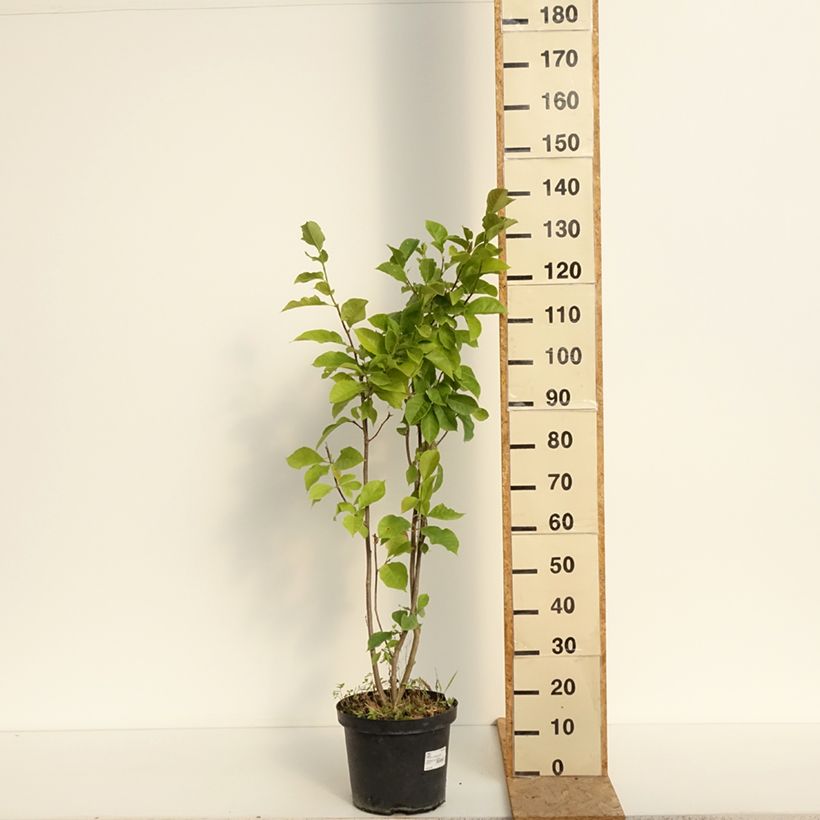 Ejemplar de Magnolia Genie Maceta 4L/5L entregado en verano