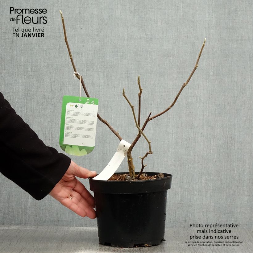 Magnolia Gold Star Maceta 2L/3L Ejemplar entregado en invierno