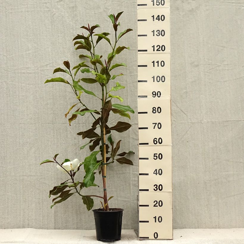 Ejemplar de Magnolia grandiflora Bracken's Brown Beauty Maceta 4L/5L entregado en verano