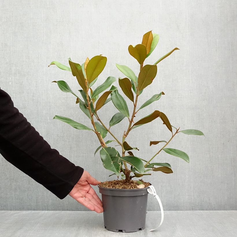 Ejemplar de Magnolia grandiflora Double Nantais- Magnolia común Maceta 1,5L/2L entregado en otoño