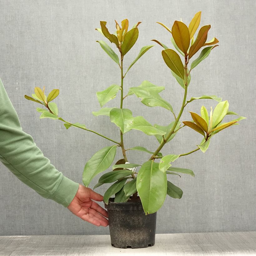 Ejemplar de Magnolia grandiflora Double Nantais- Magnolia común Maceta 1,5L/2L entregado en verano