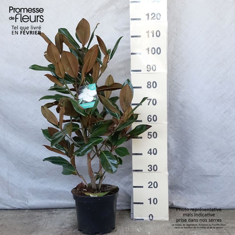 Magnolia grandiflora Galissonière Maceta 7,5L/10L Ejemplar entregado en invierno