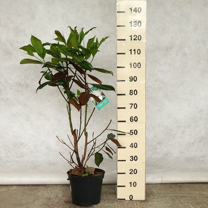 Magnolia grandiflora Galissonière Maceta 7,5L/10L Ejemplar entregado en la primavera