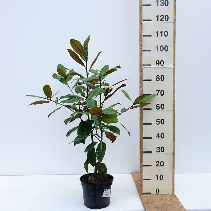 Ejemplar de Magnolia grandiflora Galissonière Maceta 4L/5L entregado en otoño