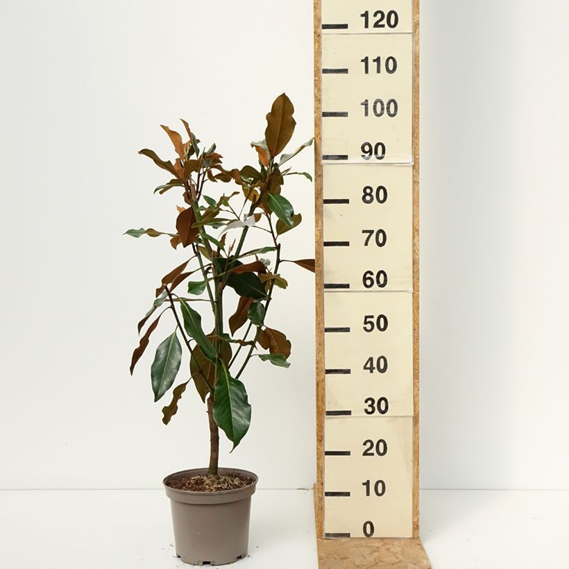 Ejemplar de Magnolia grandiflora Kay Parris Maceta 4L/5L entregado en otoño