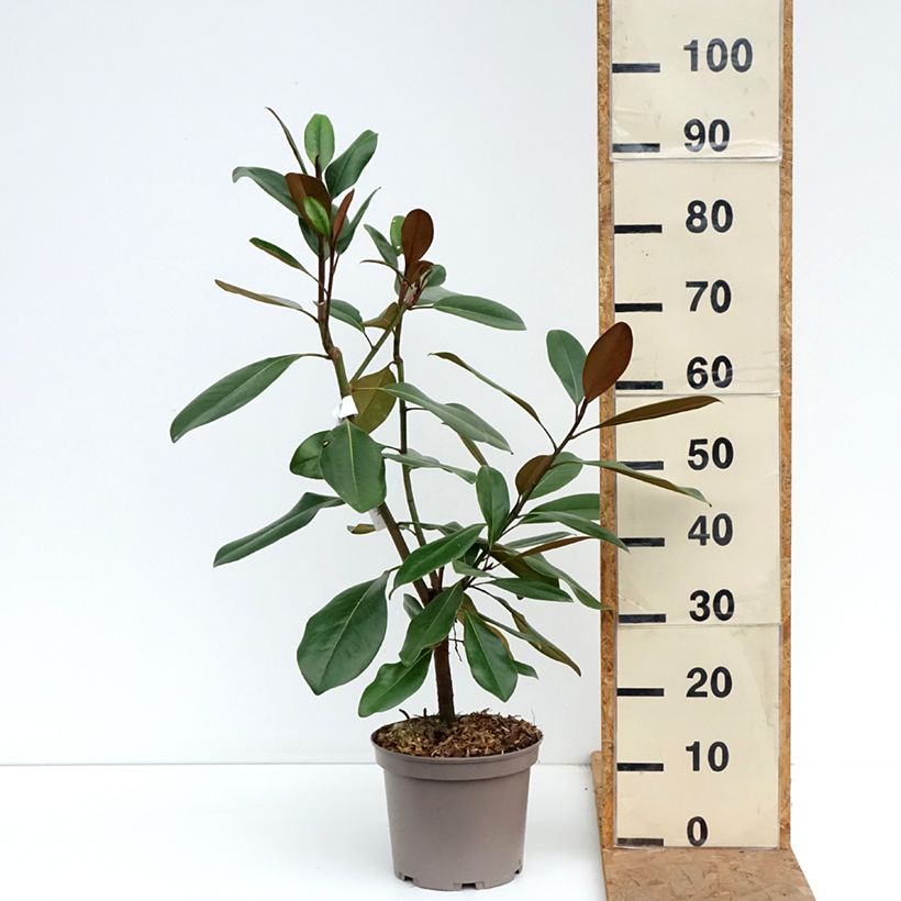 Ejemplar de Magnolia grandiflora Mainstreet - Southern Magnolia, Bull Bay Maceta 4L/5L entregado en otoño