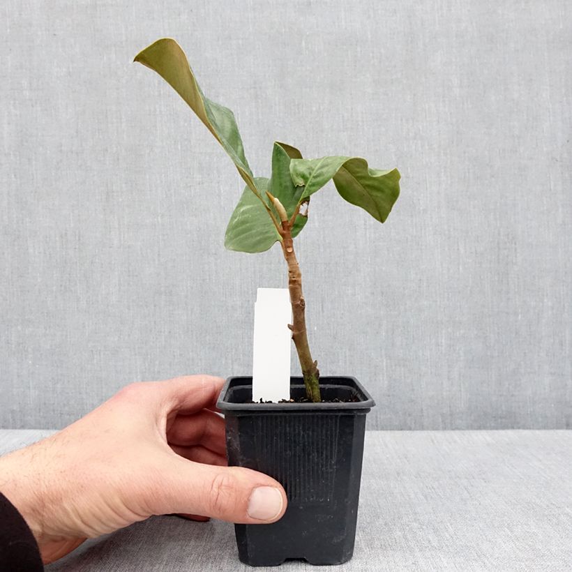 Magnolia grandiflora Mont blanc Maceta de 10 cm/11 cm Ejemplar entregado en la primavera