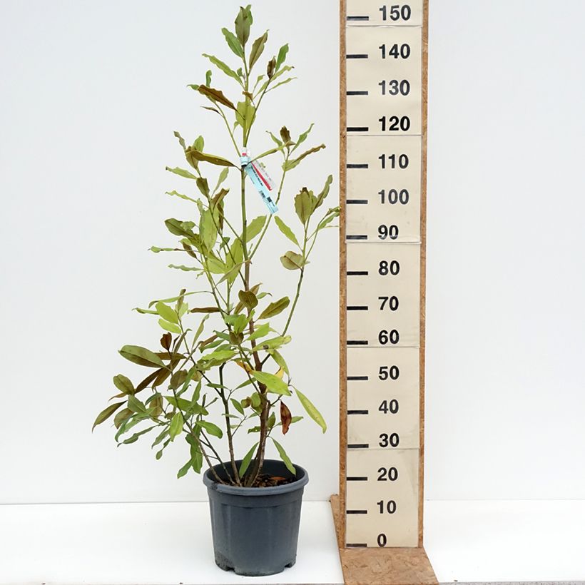 Ejemplar de Magnolia grandiflora Nana Maceta 12L/15L entregado en otoño