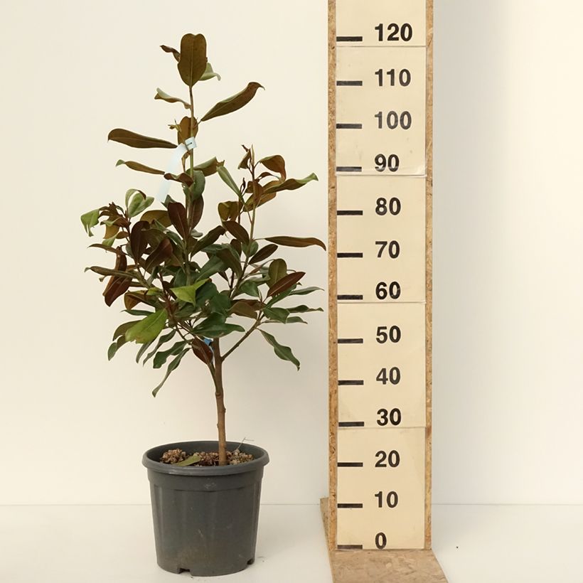 Magnolia grandiflora Nana Maceta 12L/15L Ejemplar entregado en invierno