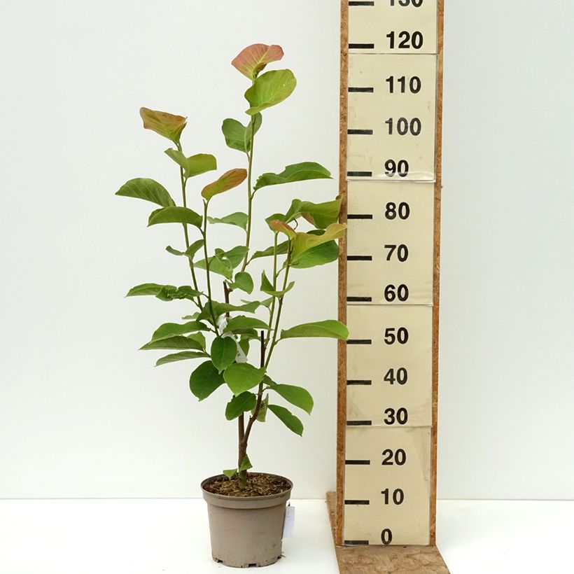 Magnolia injertado Shirazz Maceta 4L/5L Ejemplar entregado en la primavera