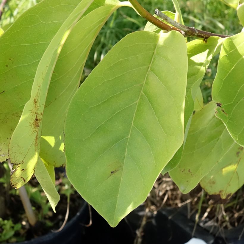Magnolia Tina durio (Follaje)