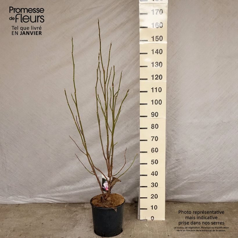 Magnolia Heaven Scent Maceta 12L/15L Ejemplar entregado en invierno