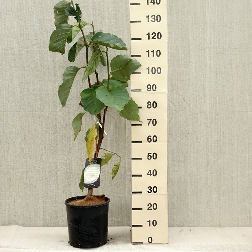 Ejemplar de Magnolia Honey Tulip Maceta 12L/15L entregado en otoño