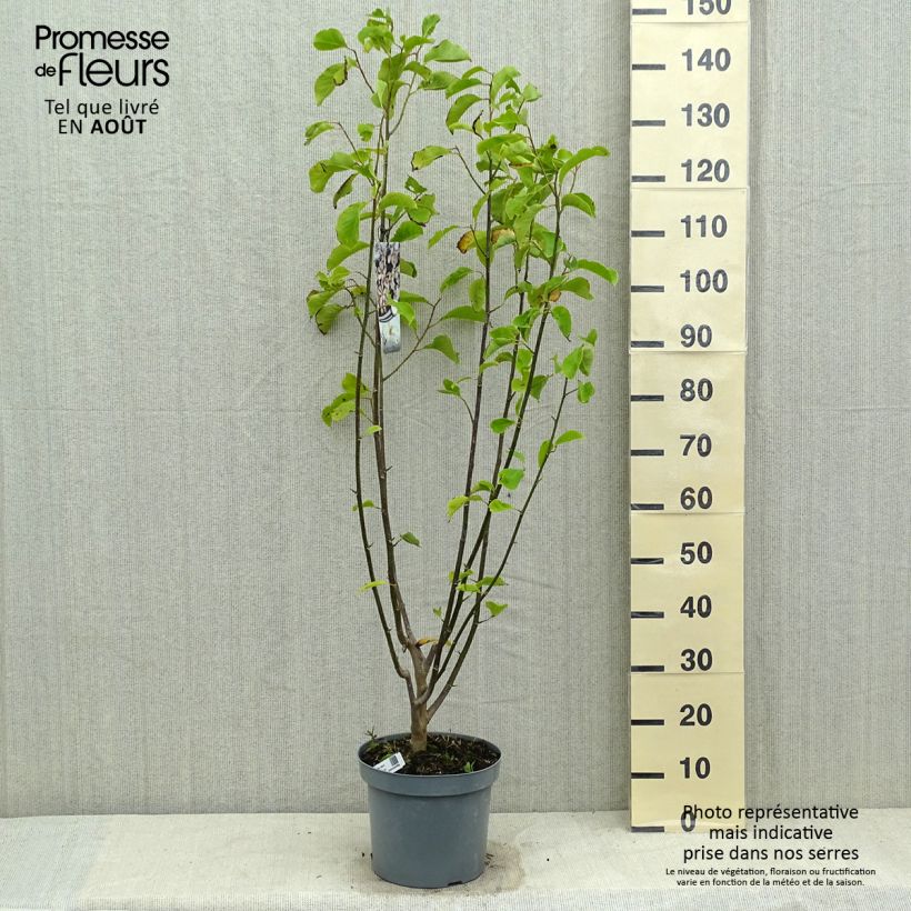 Ejemplar de Magnolia kobus - Kobushi Maceta 4L/5L entregado en verano