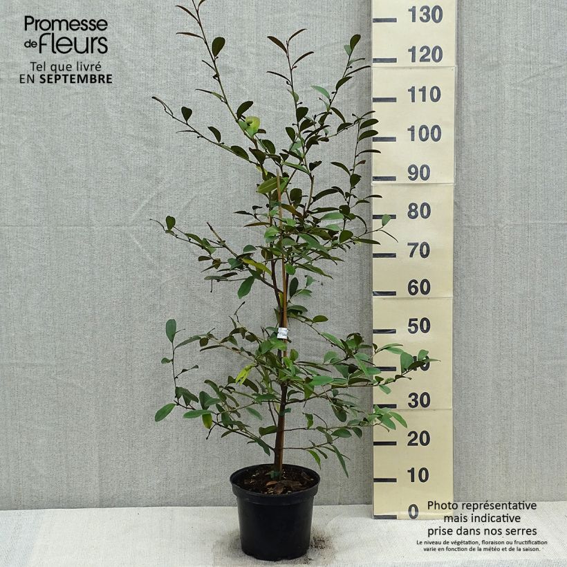 Ejemplar de Magnolia laevifolia Achteraan Maceta 4L/5L entregado en otoño
