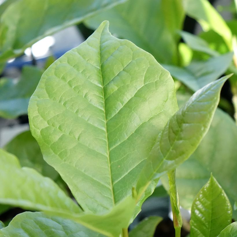 Magnolia liliflora Nigra (Follaje)