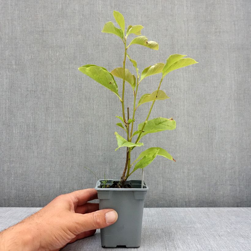 Ejemplar de Magnolia liliflora Nigra Maceta de 12 cm / 13 cm entregado en verano