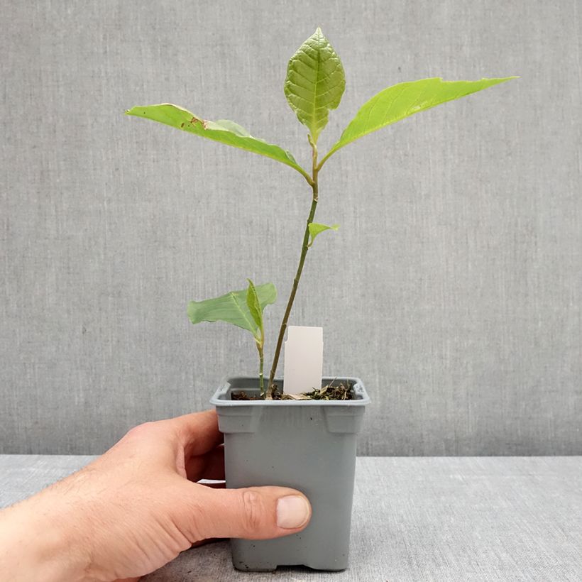 Magnolia liliflora Nigra Maceta de 12 cm / 13 cm Ejemplar entregado en la primavera