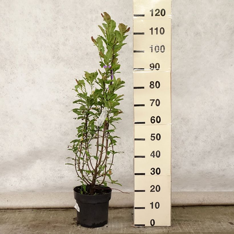 Ejemplar de Magnolia loebneri Leonard Messel Maceta 6L/7L entregado en verano