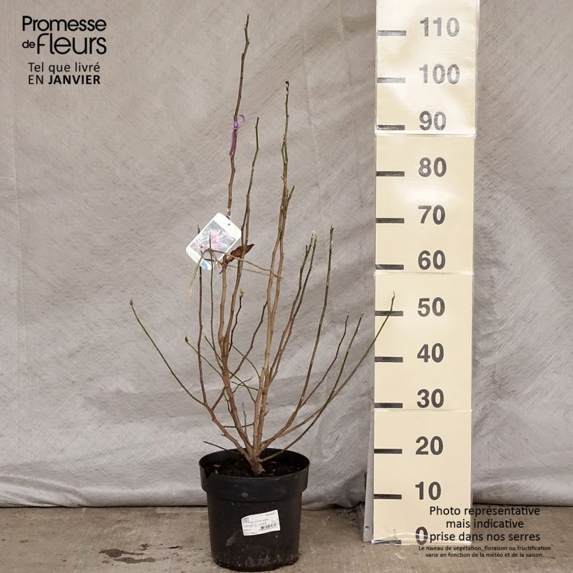 Magnolia loebneri Leonard Messel Maceta 6L/7L Ejemplar entregado en invierno