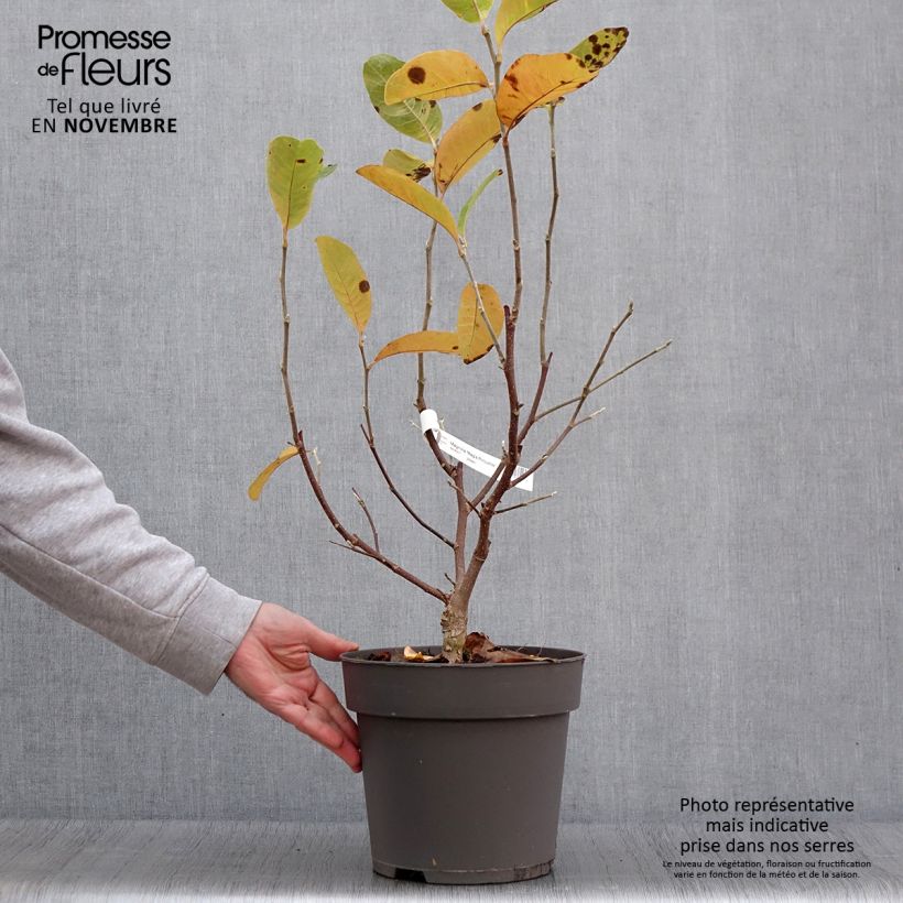 Ejemplar de Magnolia loebneri Mags Pirouette Maceta 4L/5L entregado en otoño