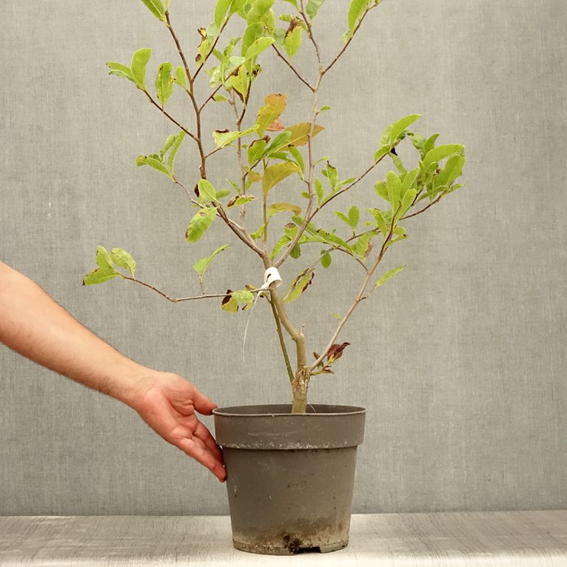Ejemplar de Magnolia loebneri Mags Pirouette Maceta 4L/5L entregado en verano