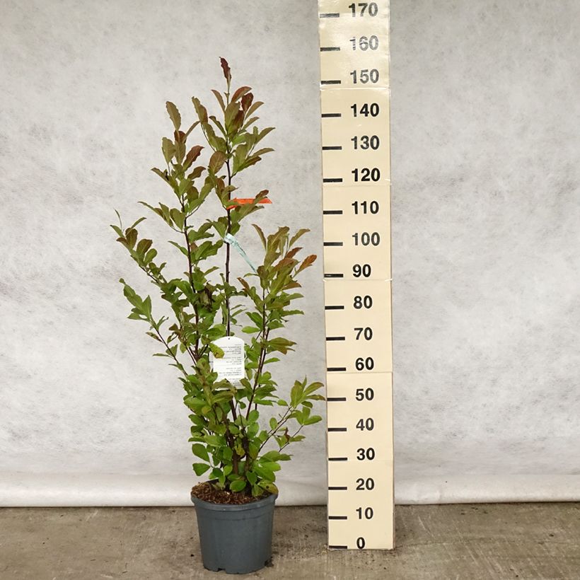 Magnolia loebneri Merrill Maceta 7,5L/10L Ejemplar entregado en la primavera