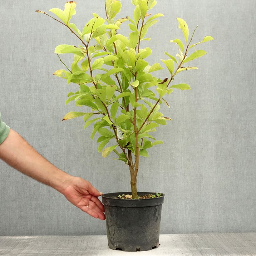 Ejemplar de Magnolia loebneri Merrill Maceta 3L/4L entregado en verano