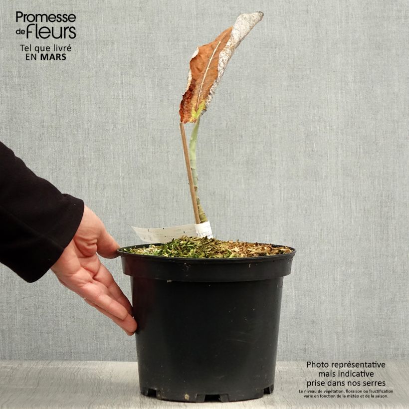 Magnolia macrophylla subsp. ashei - Magnolia de hojas grandes Maceta 4L/5L Ejemplar entregado en la primavera