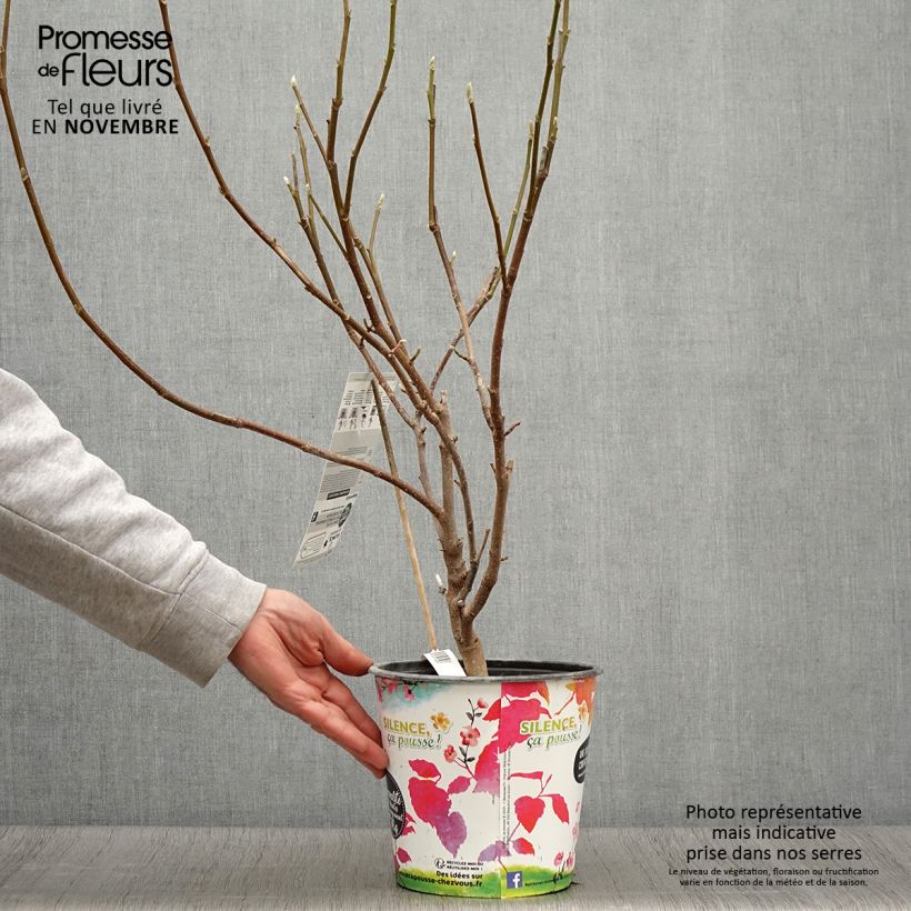 Ejemplar de Magnolia soulangeana Andre Leroy Maceta 4L/5L entregado en otoño