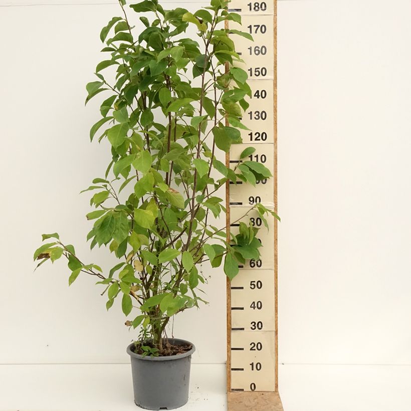 Ejemplar de Magnolia soulangeana Andre Leroy Maceta 7,5L/10L entregado en verano
