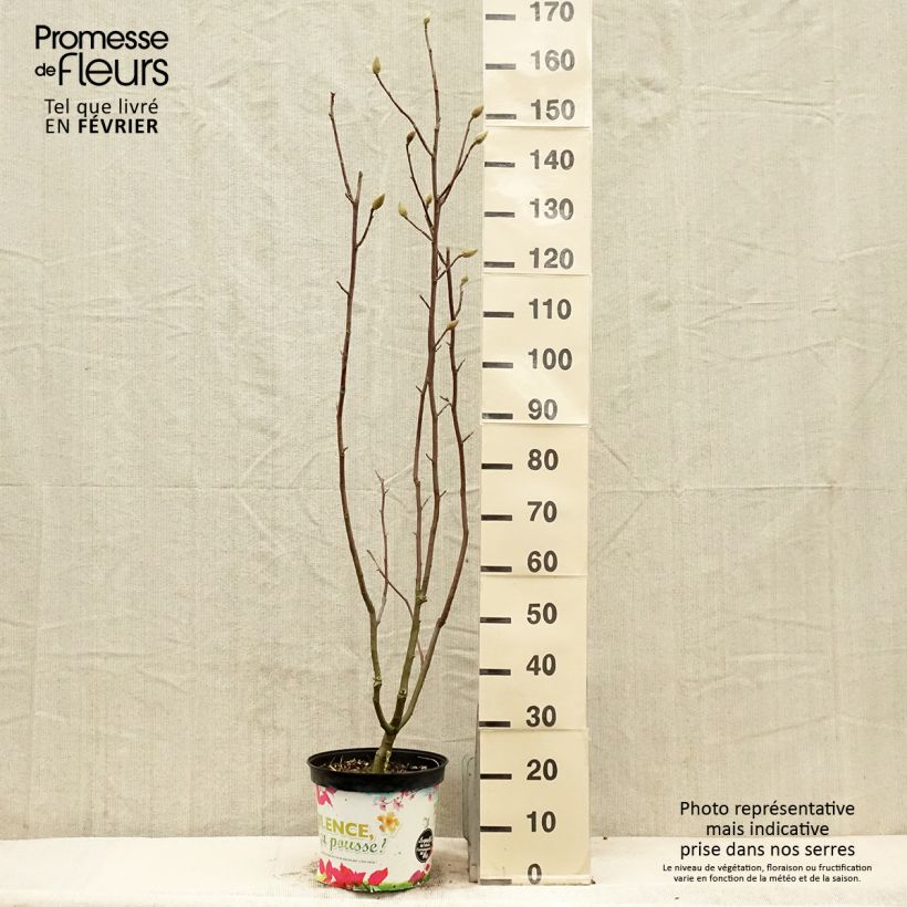 Magnolia Manchu Fan Maceta 7,5L/10L Ejemplar entregado en invierno