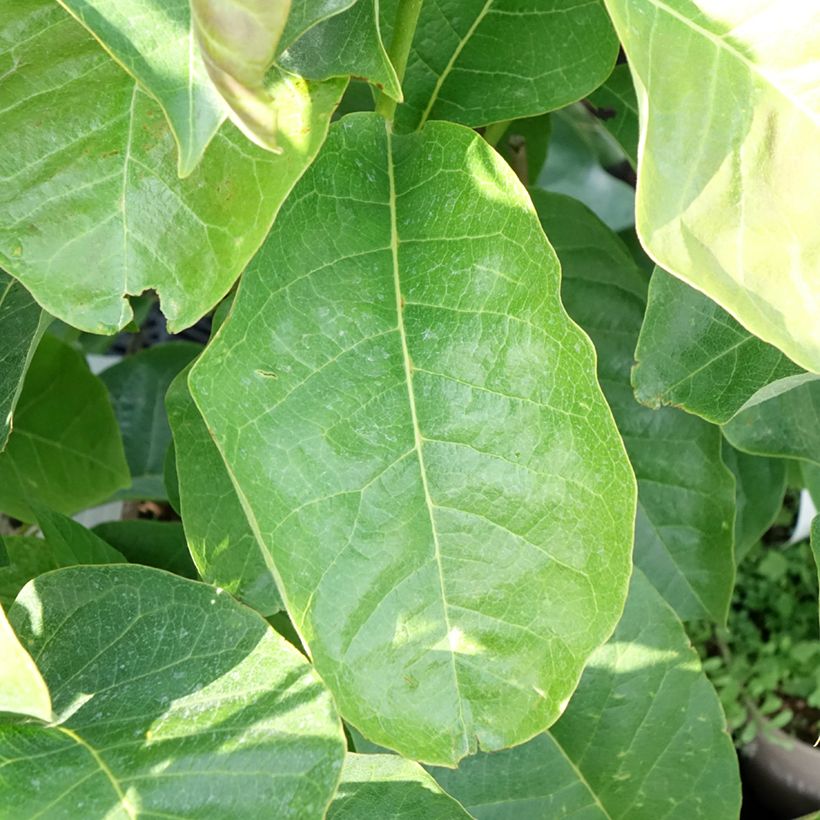 Magnolia soulangeana Meganolia (Follaje)