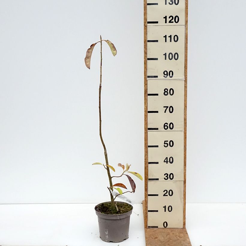 Ejemplar de Magnolia officinalis Maceta 4L/5L entregado en otoño