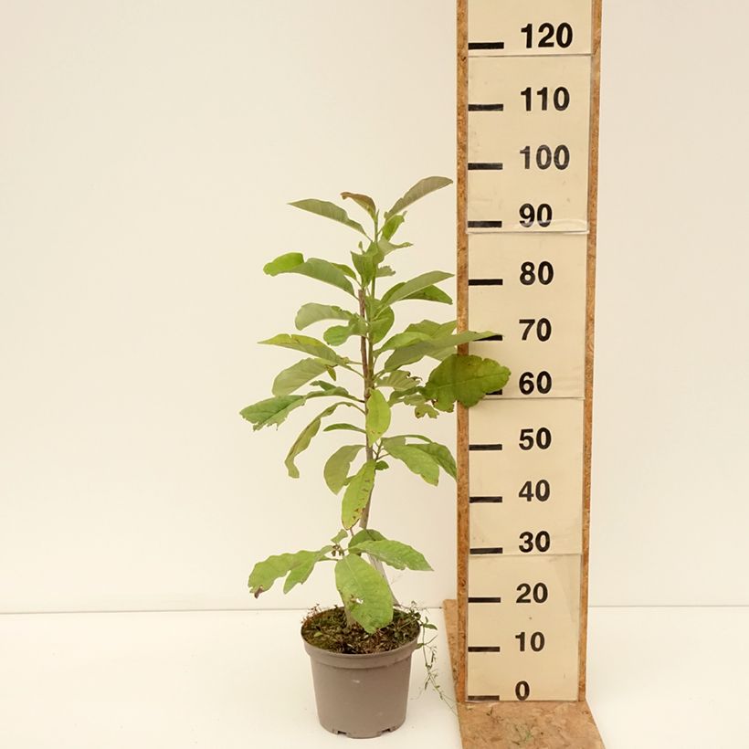 Ejemplar de Magnolia officinalis Maceta 4L/5L entregado en verano