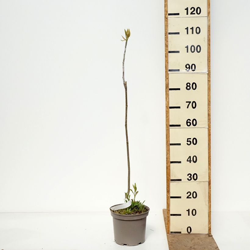 Magnolia officinalis Maceta 4L/5L Ejemplar entregado en la primavera