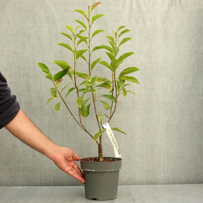 Ejemplar de Magnolia Pink Pyramid Maceta 3L/4L entregado en verano
