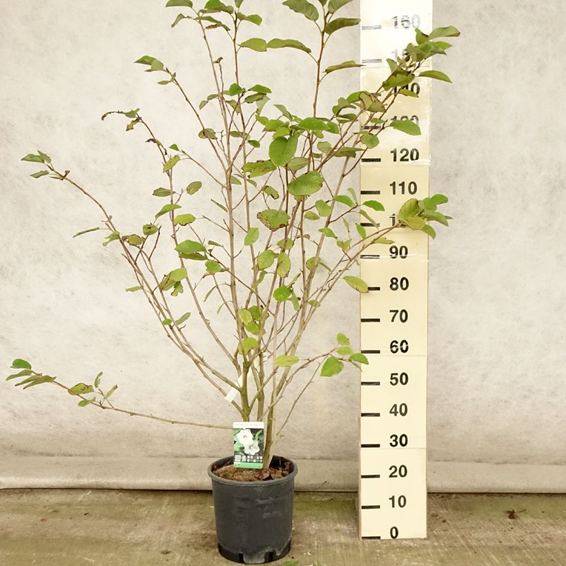 Ejemplar de Magnolia sieboldii - Magnolia de Siebold Maceta 12L/15L entregado en verano