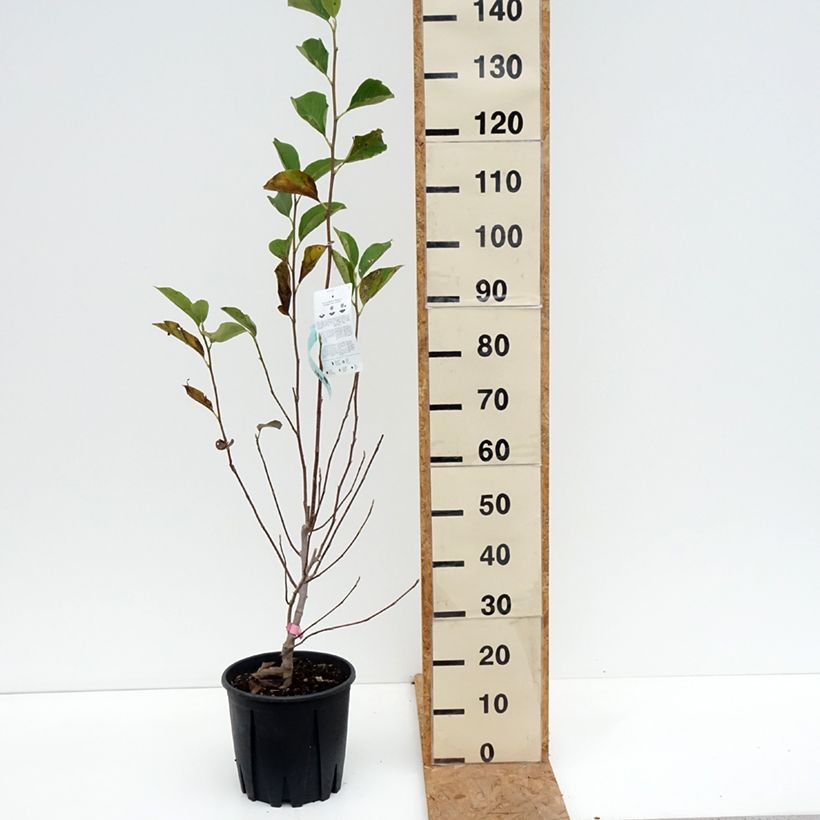 Ejemplar de Magnolia soulangeana - Magnolia de Soulange Maceta 7,5L/10L entregado en otoño