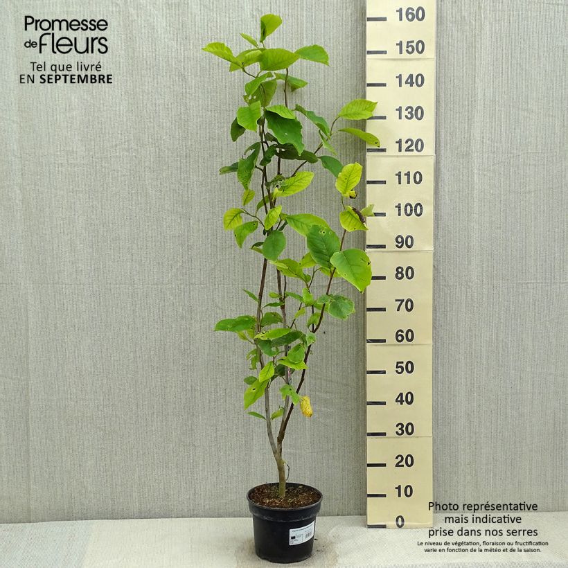 Ejemplar de Magnolia soulangeana Rustica Rubra Maceta 3L/4L entregado en verano
