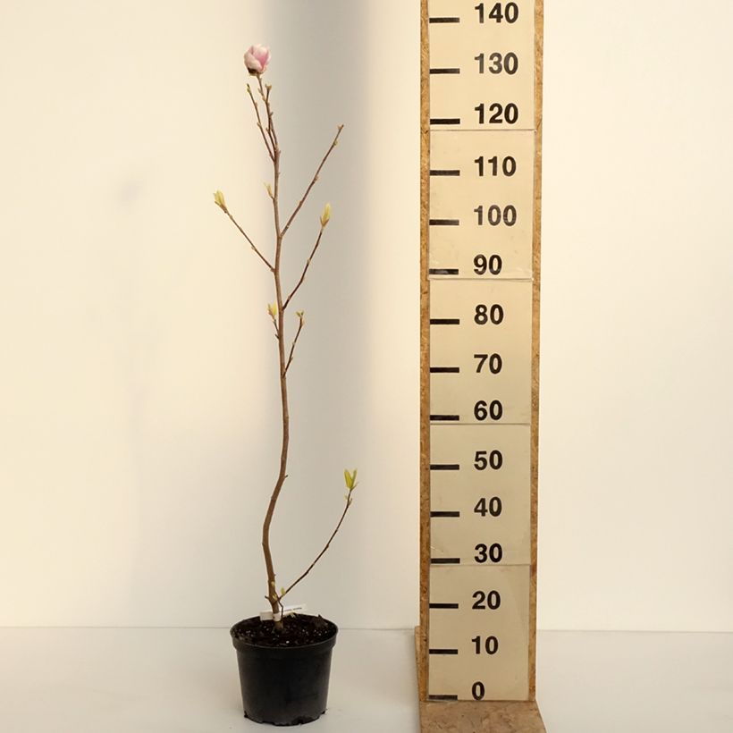 Magnolia soulangeana Rustica Rubra Maceta 3L/4L Ejemplar entregado en la primavera