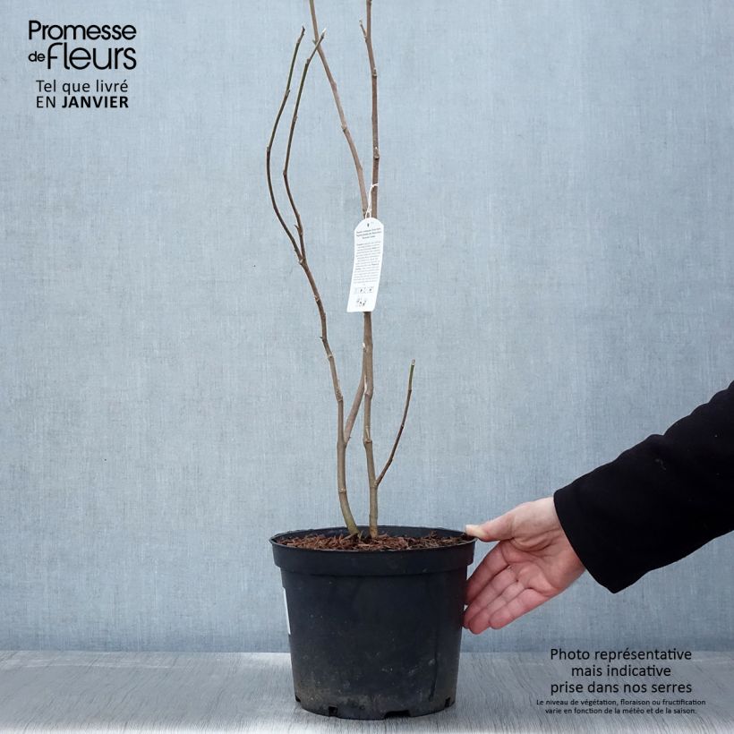 Magnolia soulangeana Rustica Rubra Maceta 7,5L/10L Ejemplar entregado en invierno