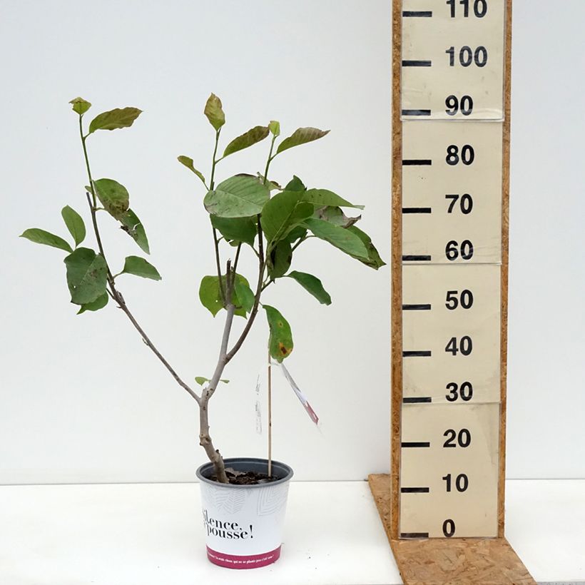 Ejemplar de Magnolia Star Wars Maceta 4L/5L entregado en otoño