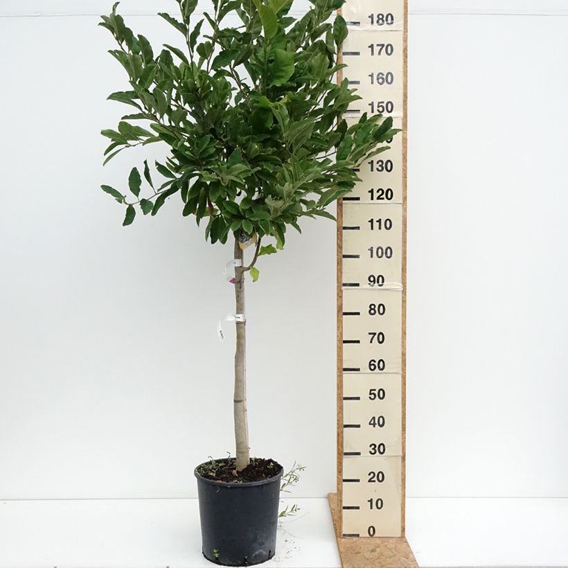 Ejemplar de Magnolia stellata - Magnolia estrellada Maceta 18L/20L, Medio tallo entregado en verano