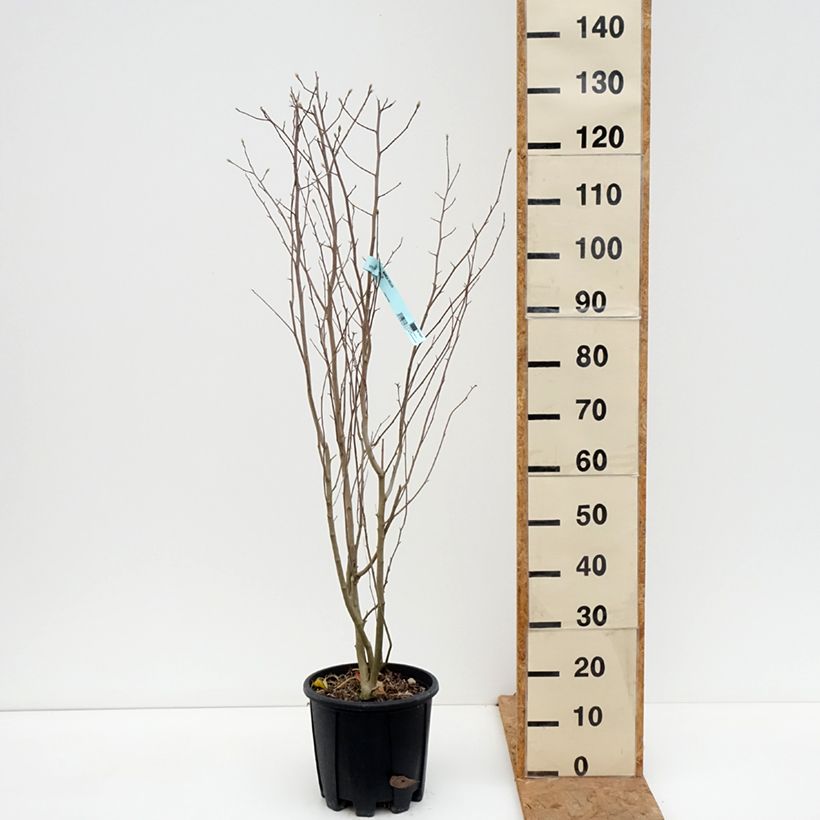 Ejemplar de Magnolia stellata - Magnolia estrellada Maceta 7,5L/10L entregado en otoño